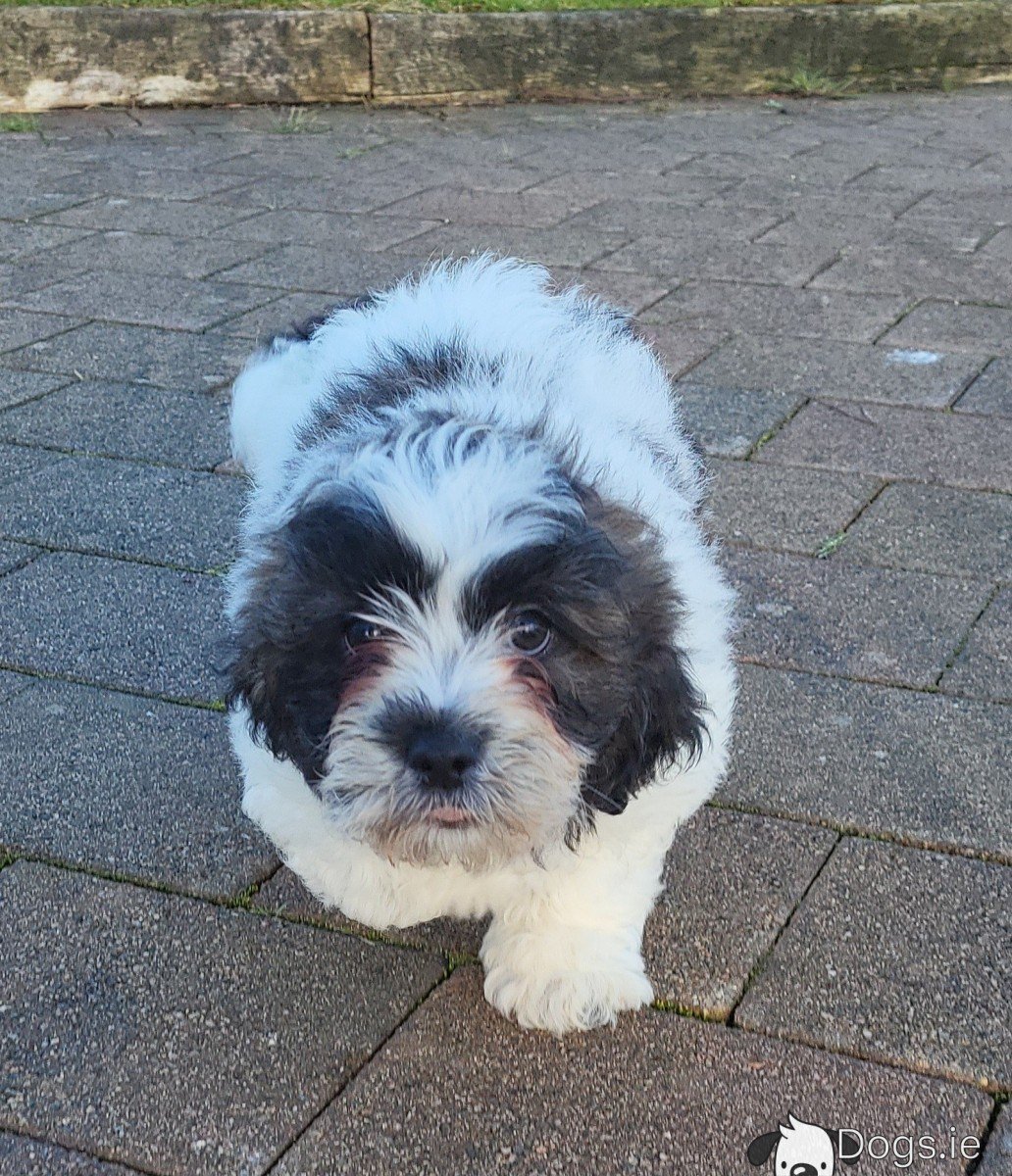 Shih Tzu x Bichon Frise